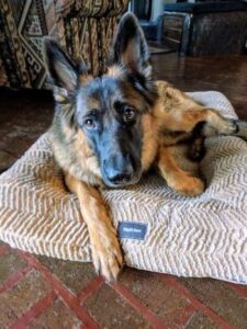 West Paw: A Pet Products Company Helping The Environment Image